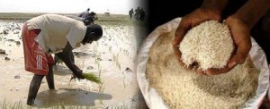 Le riz béninois face à une concurrence déloyale