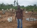 L’heure de professionnaliser l’élevage bovin au Bénin.