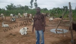 L’heure de professionnaliser l’élevage bovin au Bénin.