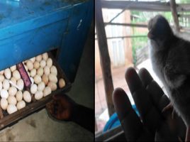Incubateur artificiel