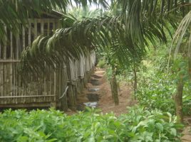 Entrepreunariat agricole au Bénin