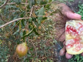 le fruit, la grenade au Bénin