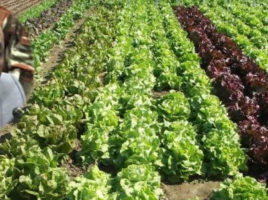 Gaston Cossi Dossouhoui à propos de la campagne agricole 2019 - 2020