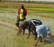 La riziculture au Bénin