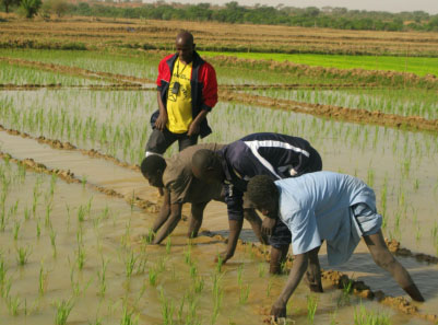 La riziculture au Bénin