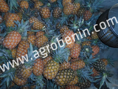 Ananas Bénin