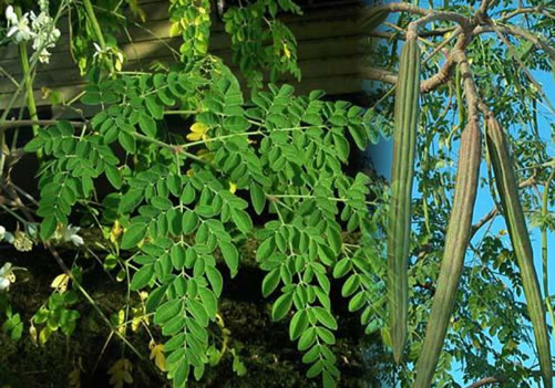 Mille et une raisons d'utiliser le moringa oleifera ou l'arbre de vie (arzan tiga). – AGROBENIN