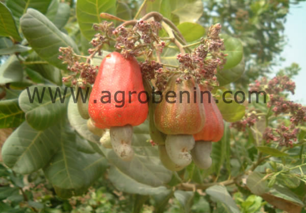 Campagne Anacarde au Bénin