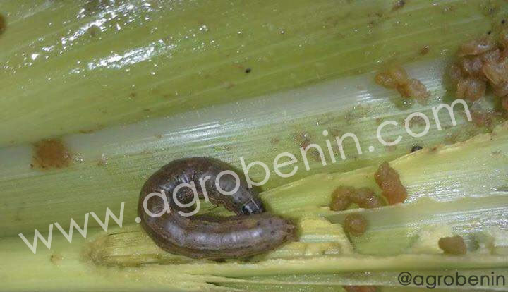 La Chenille le nouveau ravageur invasif du maïs au Bénin