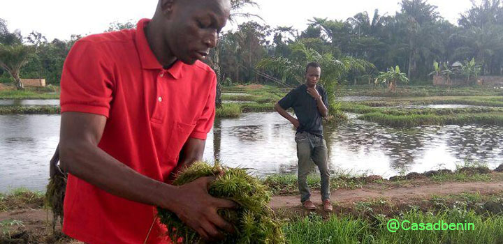 formation en agrobusiness pour les jeunes entrepreneurs béninois