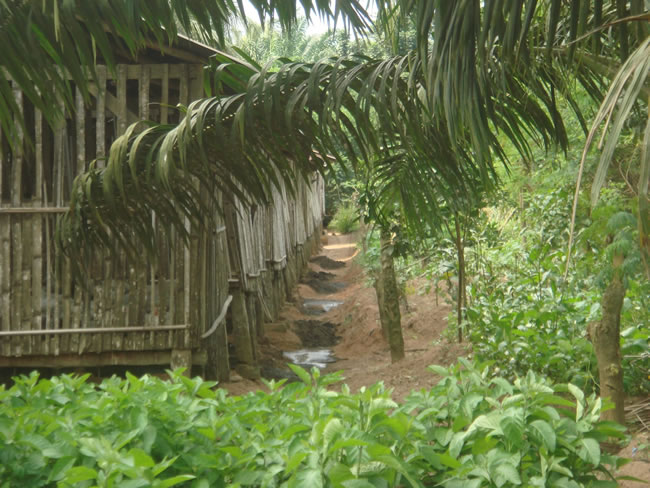 Entrepreunariat agricole au Bénin
