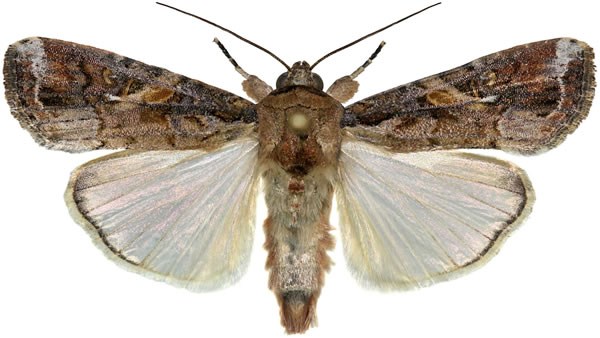 Papillon Spodoptera Frugiperda