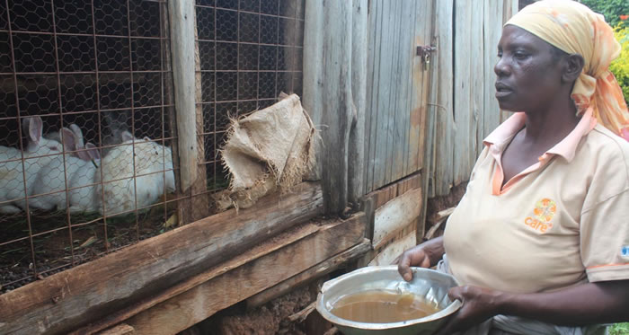 L'urine du lapin comme fertilisant et pesticide