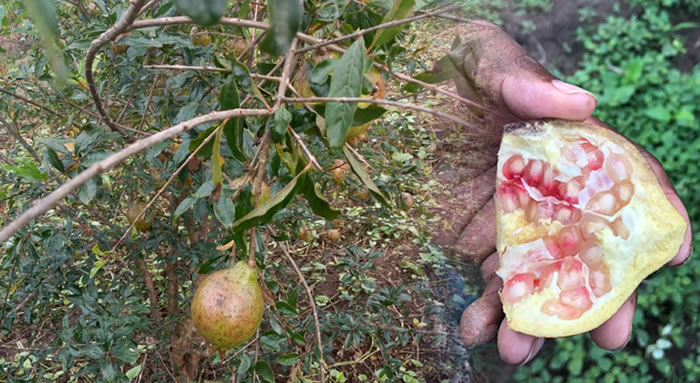 le fruit, la grenade au Bénin