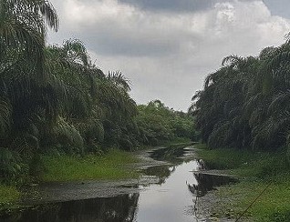 Rivière Noire d'Avrankou au Bénin