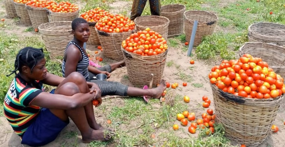 Acheteurs de tomates auprès des maraîchers de Grand-Popo