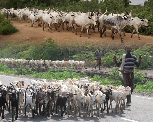 Transhumance frontalière: couloir de circulation