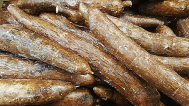 Manioc