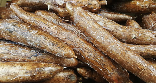 Manioc